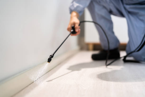 Certified termite inspector examining foundation in North Corbin